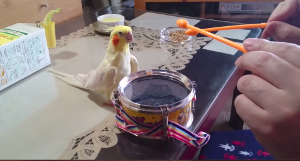 A cockatiel drums along with with person.